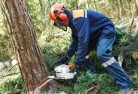 Napperby Stationtree-cutting-services-21.jpg; ?>